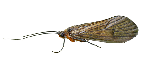 トビケラ 幼虫 種類