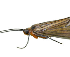 トビケラ 幼虫 種類